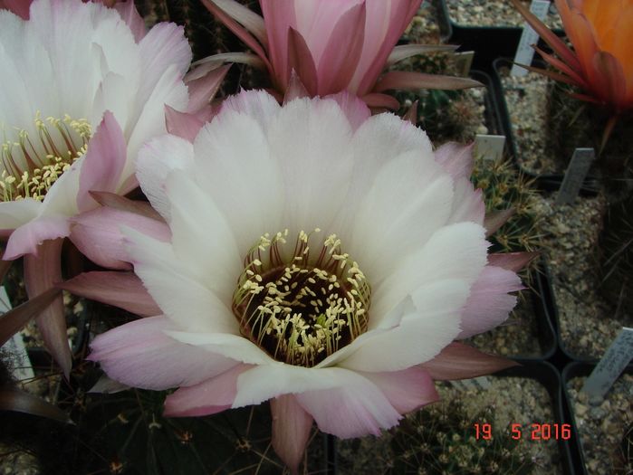 DSC09724