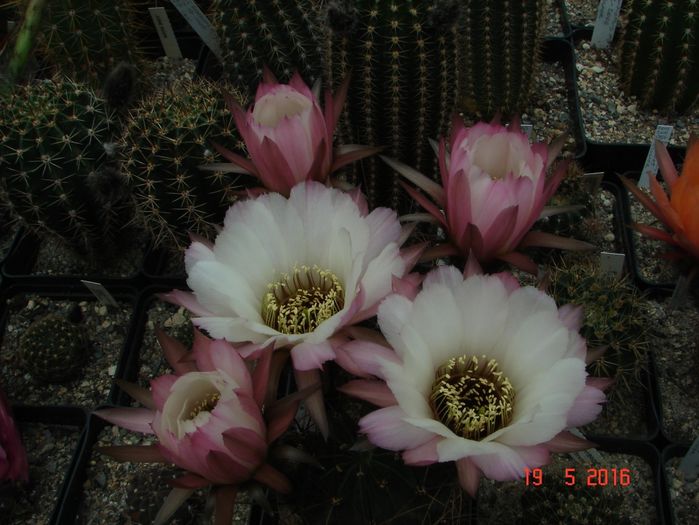 DSC09725