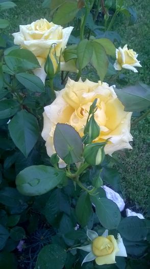 buccaner - Trandafiri 2016