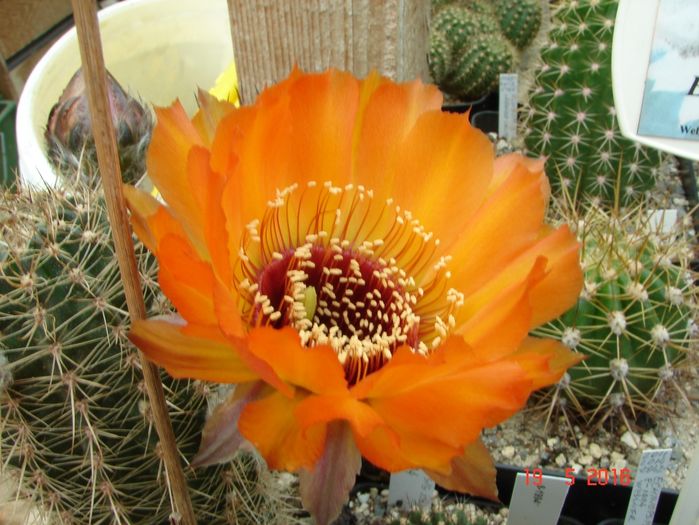 DSC09728