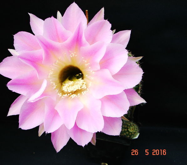 DSC09736