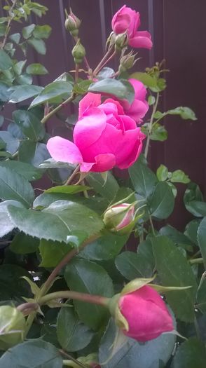 leonardo da vinci - Trandafiri 2016