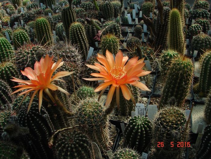 DSC09740