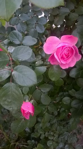 leonardo da vinci - Trandafiri 2016