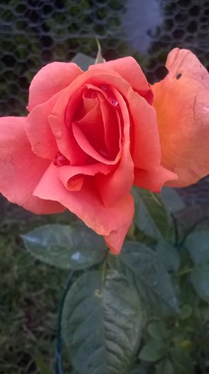 bengali-prima floare - Trandafiri 2016