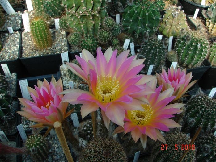 DSC09755