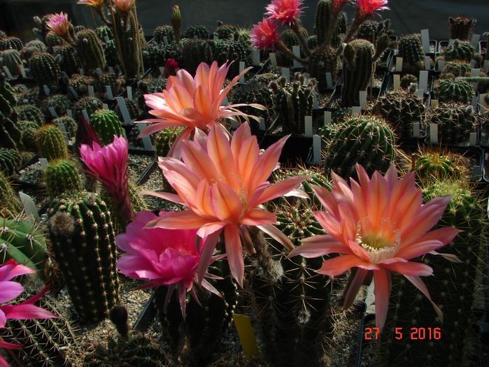 DSC09769