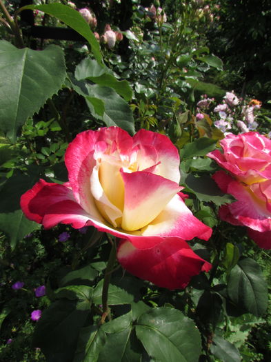 Double Delight