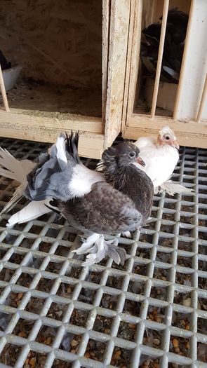 20160531_113639 - PUISORI 2022