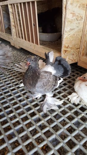 20160531_113625 - PUISORI 2022