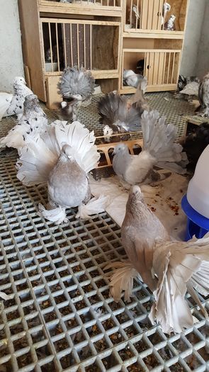 20160531_113529 - PUISORI 2022