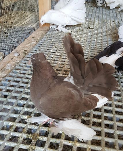 20160531_114802 - PUISORI 2022