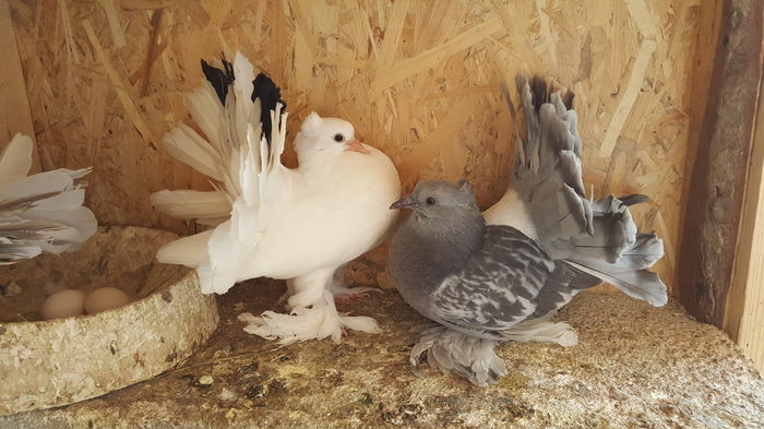 20160531_113354 - PUISORI 2022