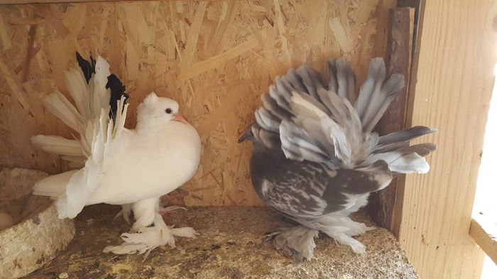 20160531_113345 - PUISORI 2022