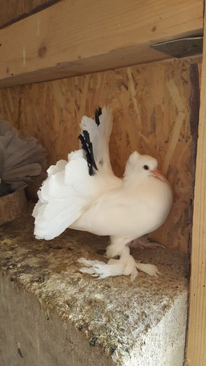 20160531_113322 - PUISORI 2022