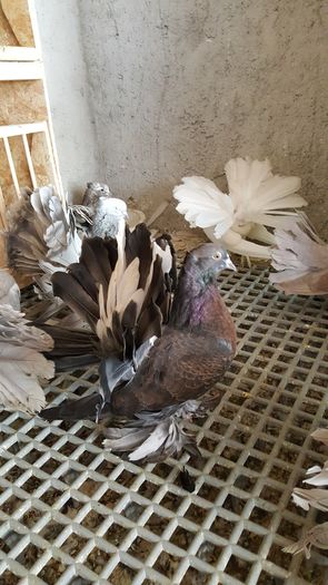 20160531_113241 - PUISORI 2022