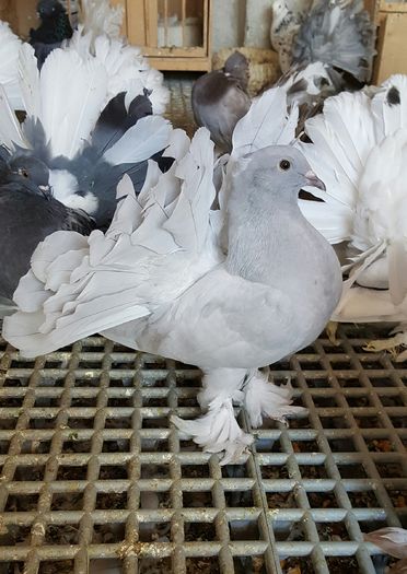 20160531_114916 - PUISORI 2022