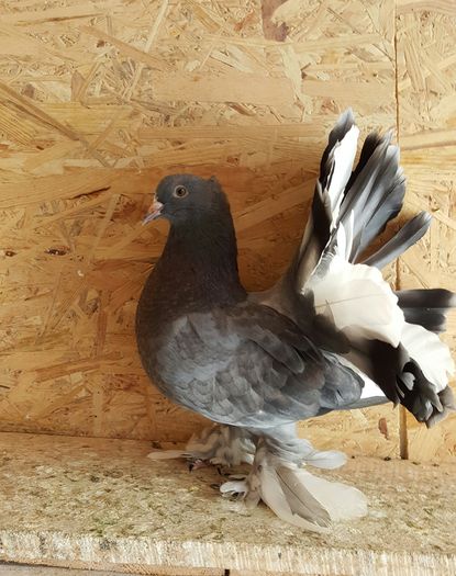 20160531_114945 - PUISORI 2022