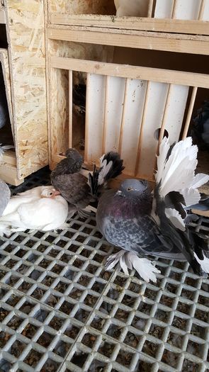 20160531_112853 - PUISORI 2022