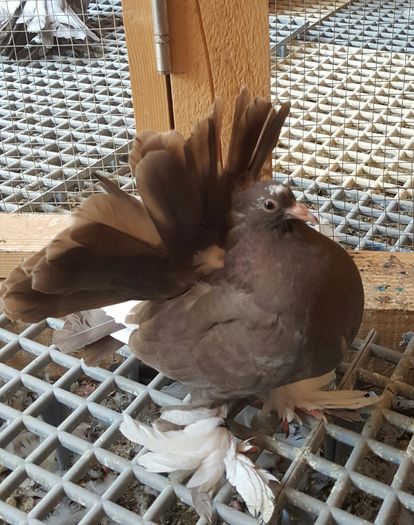 20160531_115122 - PUISORI 2022