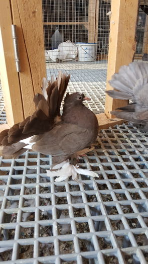 20160531_112831 - PUISORI 2022