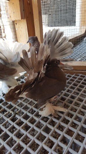 20160531_112817 - PUISORI 2022