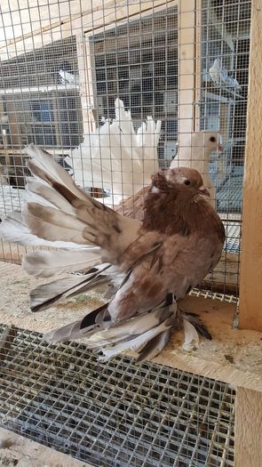 20160531_112747 - PUISORI 2022