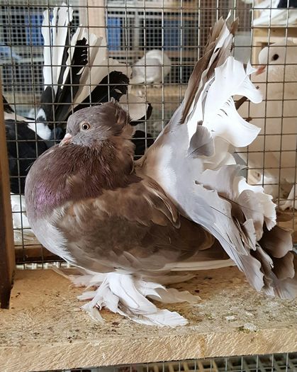 20160531_115226 - PUISORI 2022