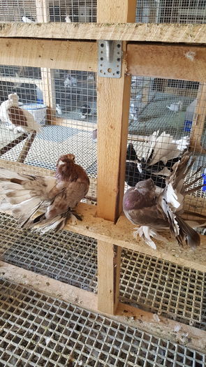 20160531_112722 - PUISORI 2022