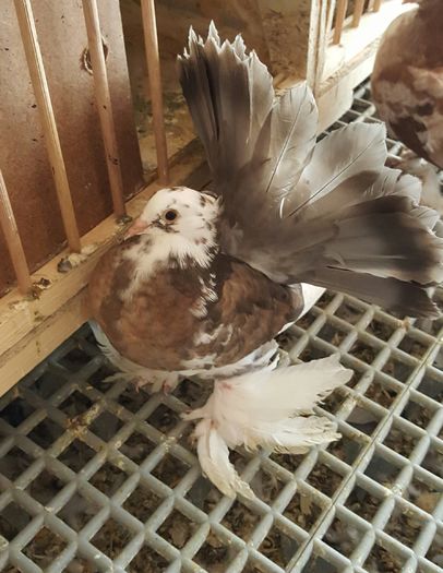 20160531_115255 - PUISORI 2022