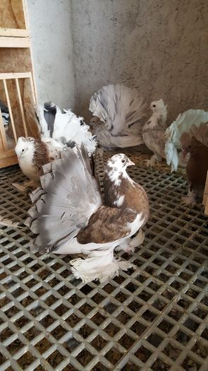 20160531_112611 - PUISORI 2022