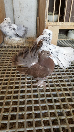 20160531_112558 - PUISORI 2022