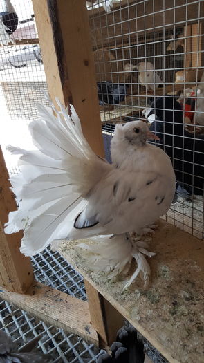 20160531_112455 - PUISORI 2022