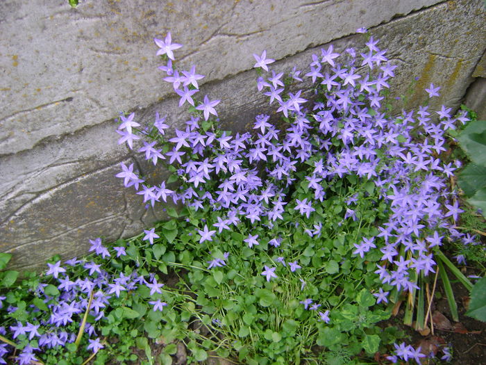 DSC02775 campanula de gradina - 0 Flori primavara - vara 2016