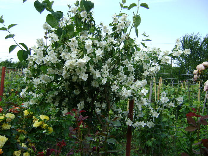 DSC02788 - 0 Flori primavara - vara 2016