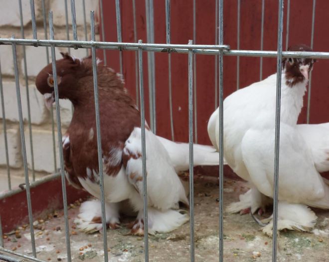 13248460_1188569037860843_1638588735912712238_o