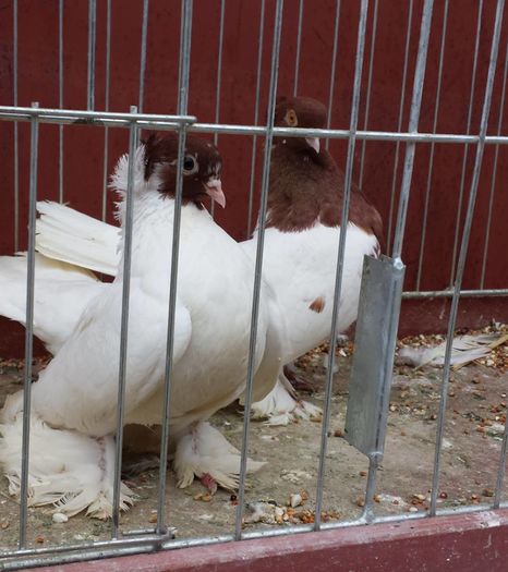 13267912_1188569201194160_6704156035217969853_n (1)