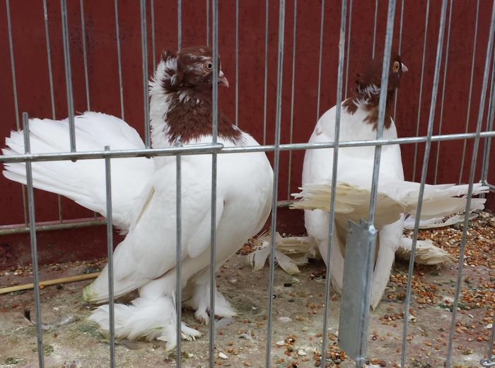 13227382_1188566771194403_4731916305251502404_o