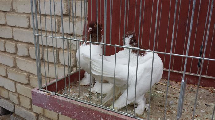 13227711_1188566537861093_3662512396523722936_o