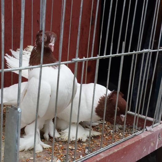 13240488_1188566094527804_5205238342881590585_n