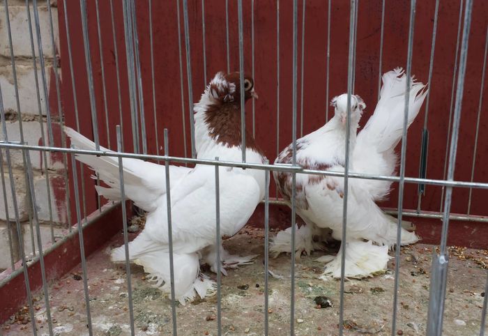 13221272_1188557874528626_702573878872215158_o