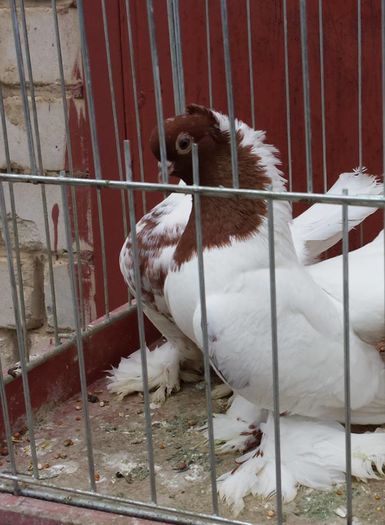 13260015_1188557597861987_5196781466339513403_n