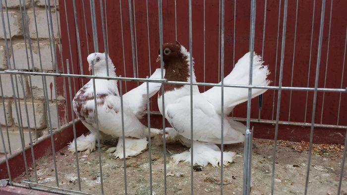 13268156_1188557847861962_5512684288966859215_o