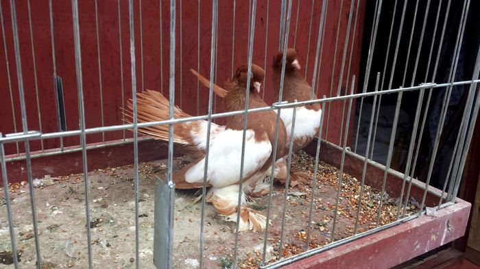 13227379_1188555587862188_7485437049567422175_o