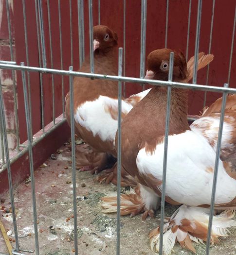 13256539_1188555677862179_3587381354535535639_n