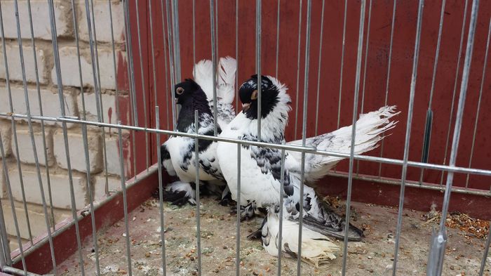 13268019_1188541794530234_7059301256833994026_o