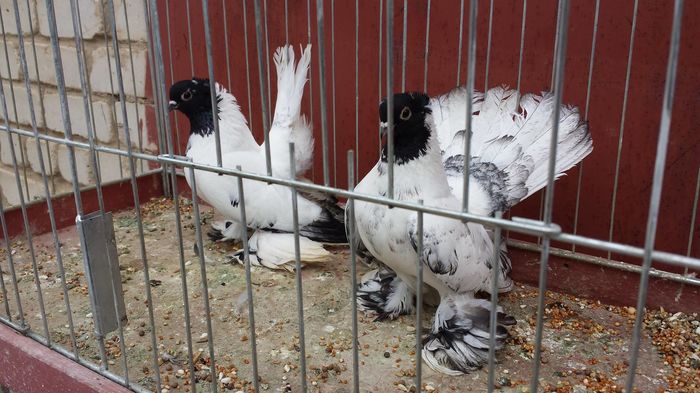 13254721_1188539317863815_461099165600615670_o