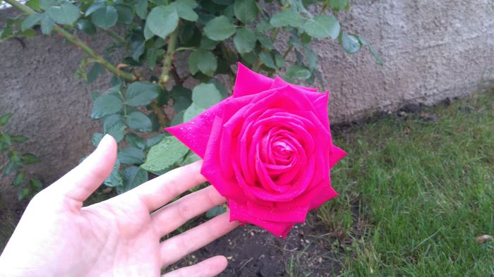 Lolita Lempika; Unn roz superb, floare mare si parfum irezistibil
