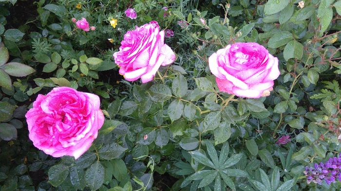 Biedermaier garden sau walzertraum? - Trandafiri Rosen Tantau