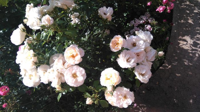 Uetersener klosterrose